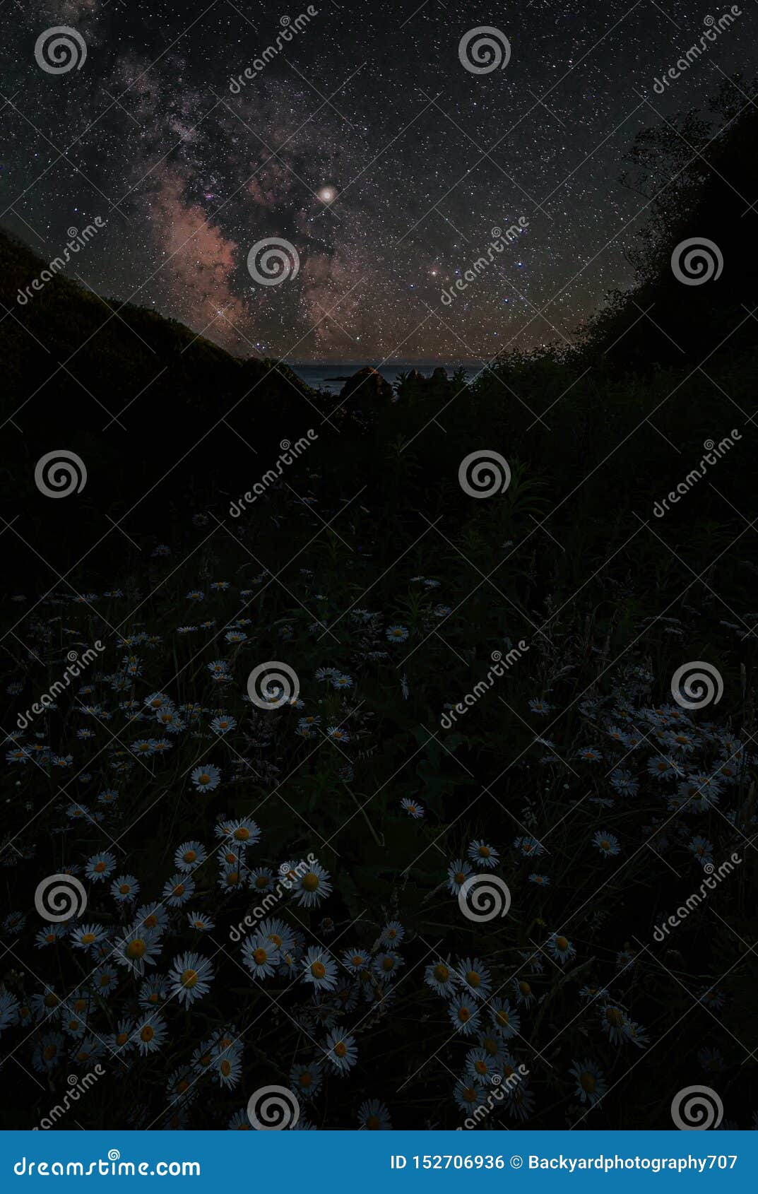 daisies and the milky way in trinidad, california