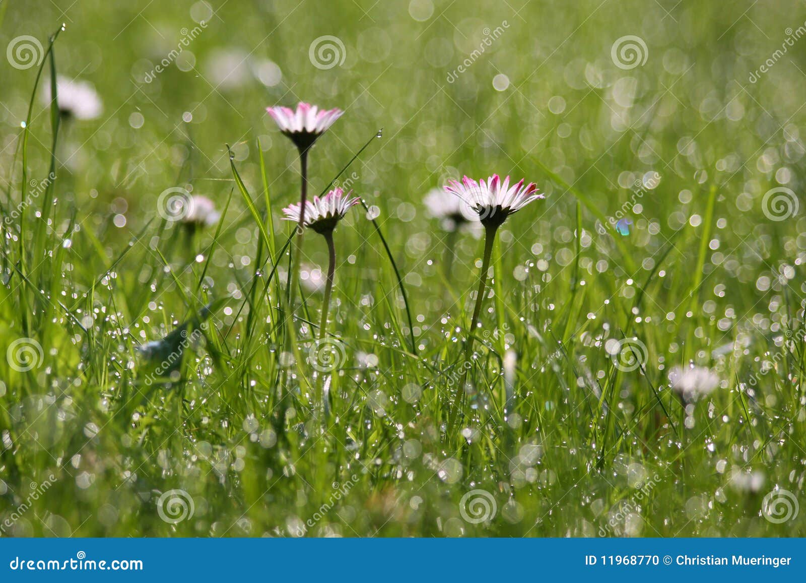 Daisies with morning dew stock photo. Image of nature 11968770