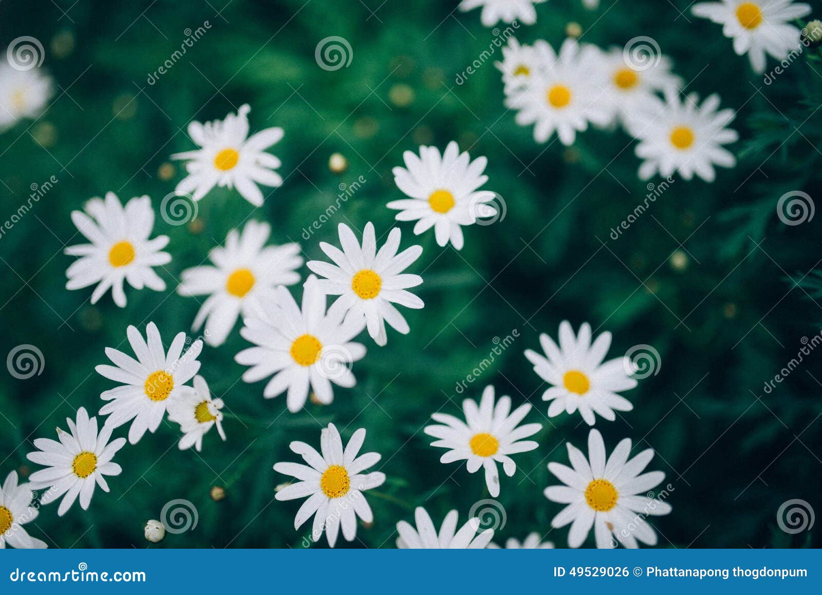 Daisies on mountain stock photo. Image of wild, mountian 49529026