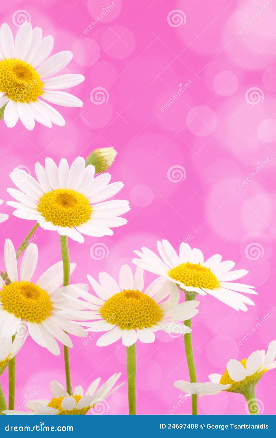 Daisies on pink background stock photo. Image of seasonal 24697408