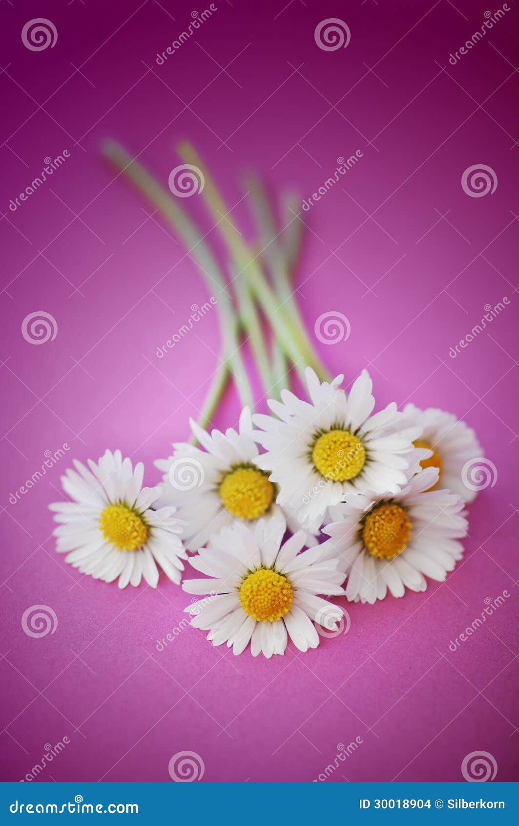Daisies on Pink Background stock photo. Image of pink 30018904