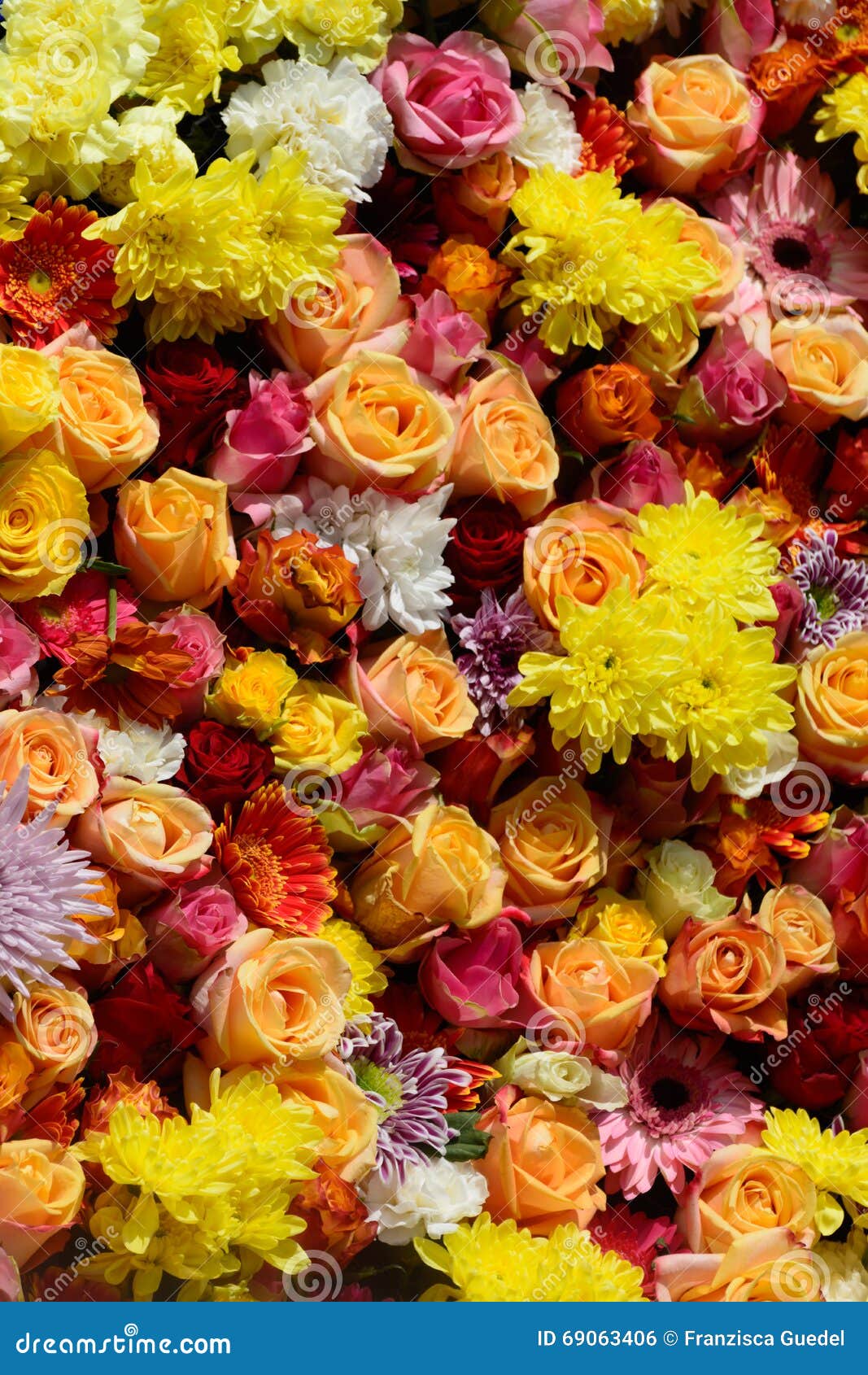 Daisies and Roses stock photo. Image of details, celebration 69063406