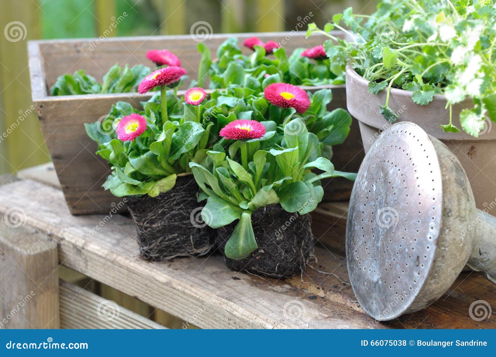 Daisies seedlings stock photo. Image of perennis, seedlings 66075038
