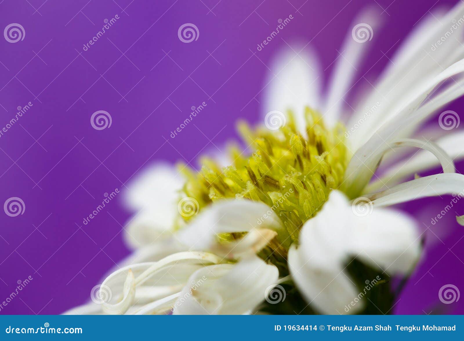 Daisies series III stock photo. Image of beautiful, colour 19634414