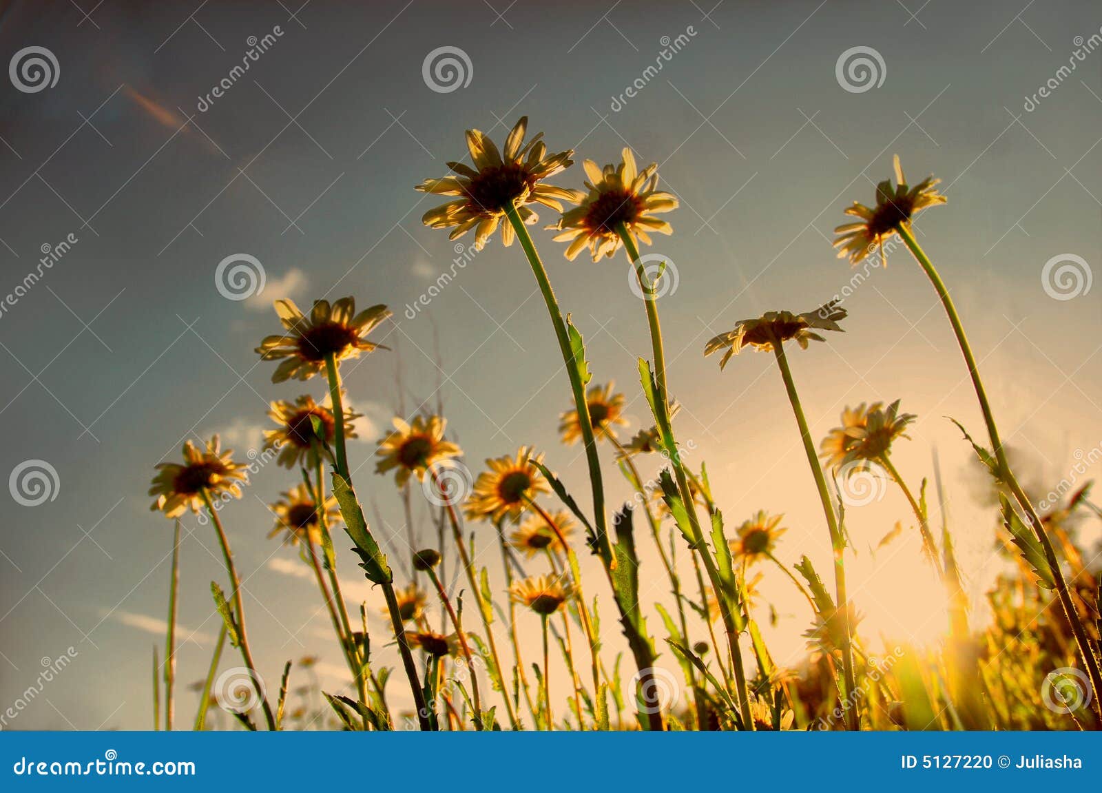 Daisies and sun stock photo. Image of fields, flowers 5127220