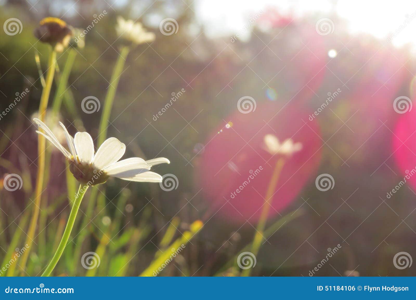 Daisies is the sun stock photo. Image of brown, blaze 51184106