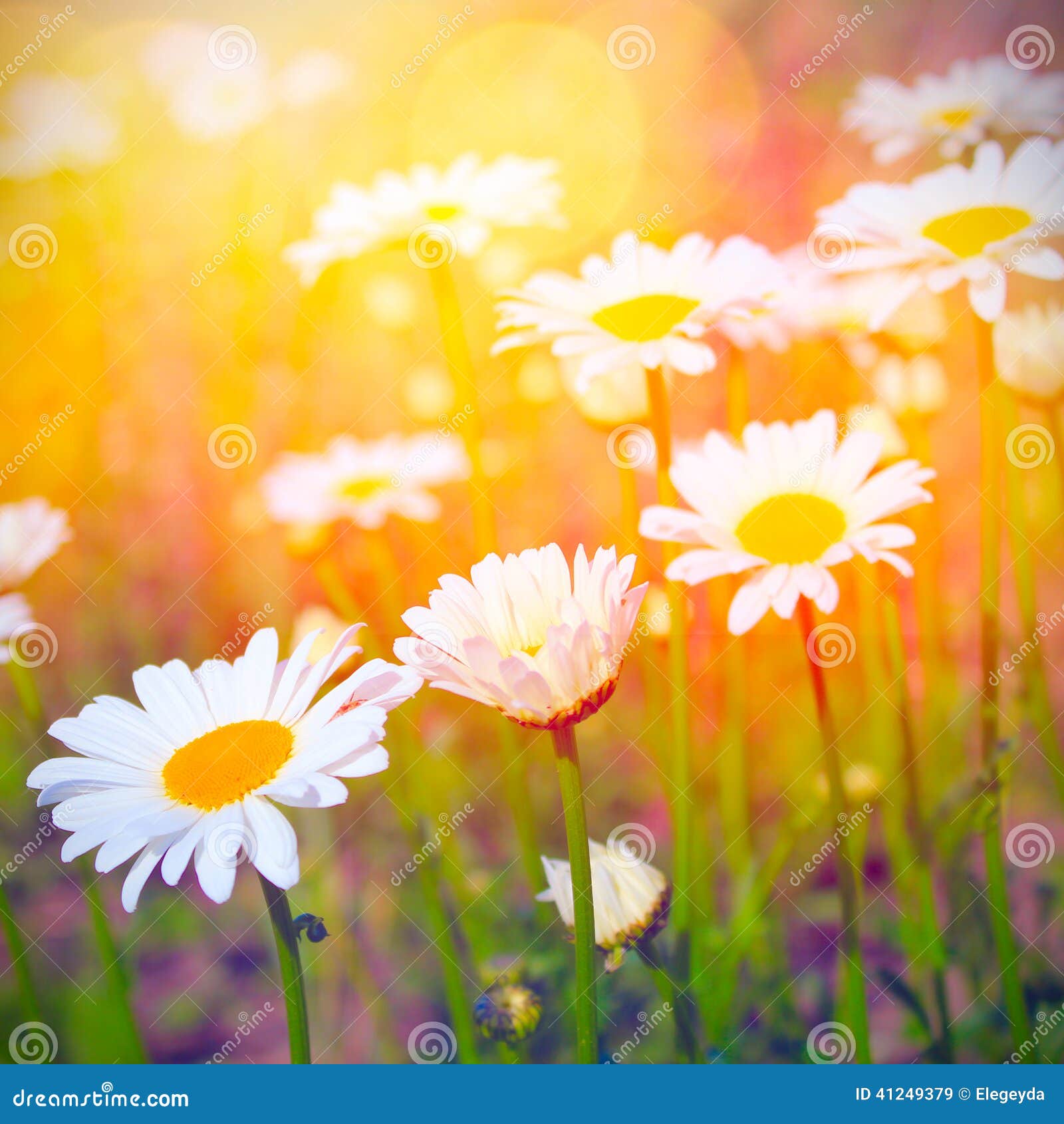 Daisies and Sunshine Background Stock Image Image of flower