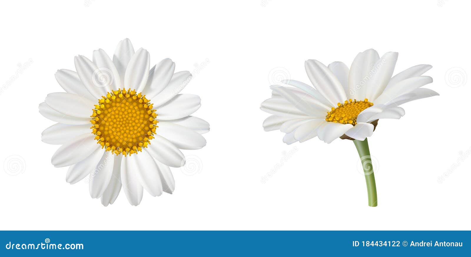 702_Two Beautiful Daisy Flowers, Side View and Top View Isolated on