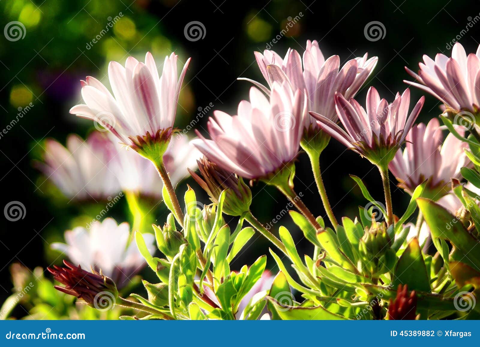 Daisies under the Sun stock photo. Image of environment 45389882