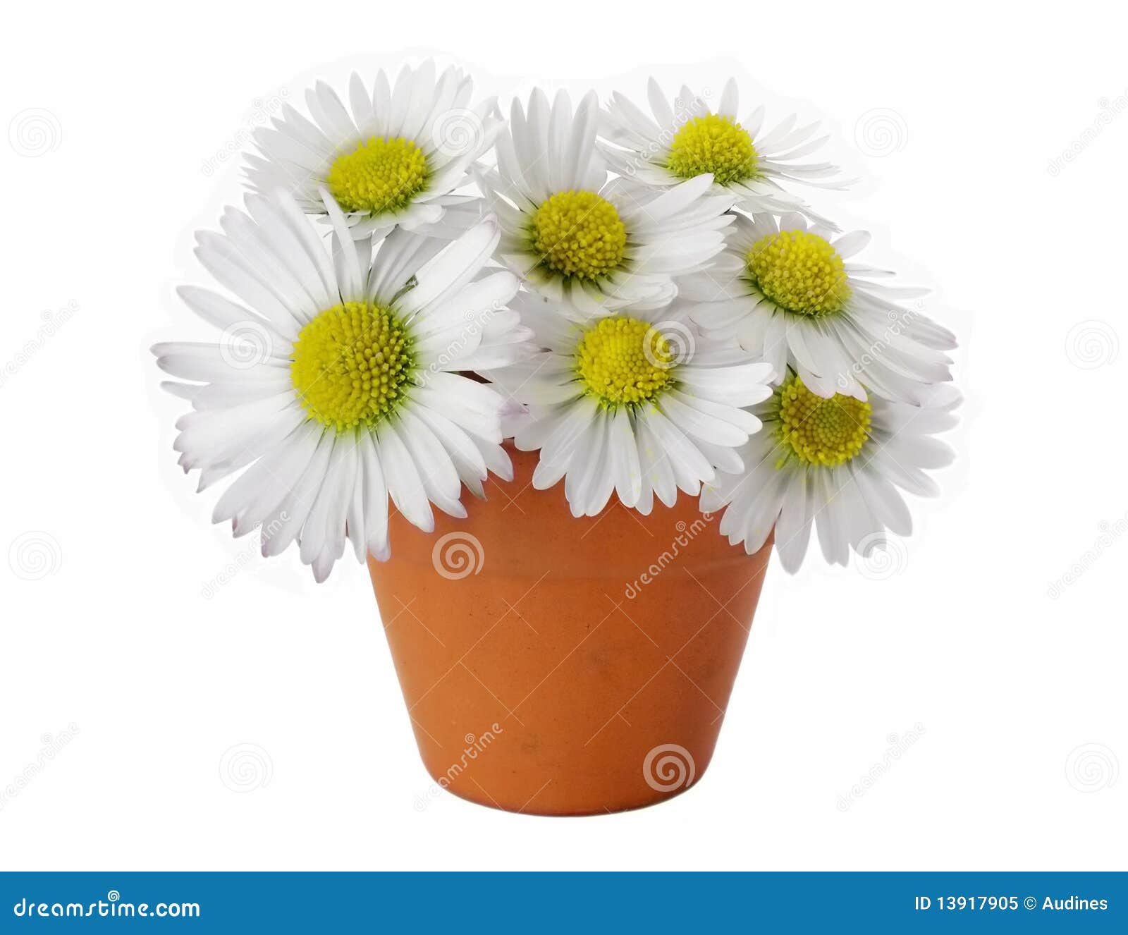 Terracotta Pot Yellow Daisies Stock Photos Free & RoyaltyFree Stock