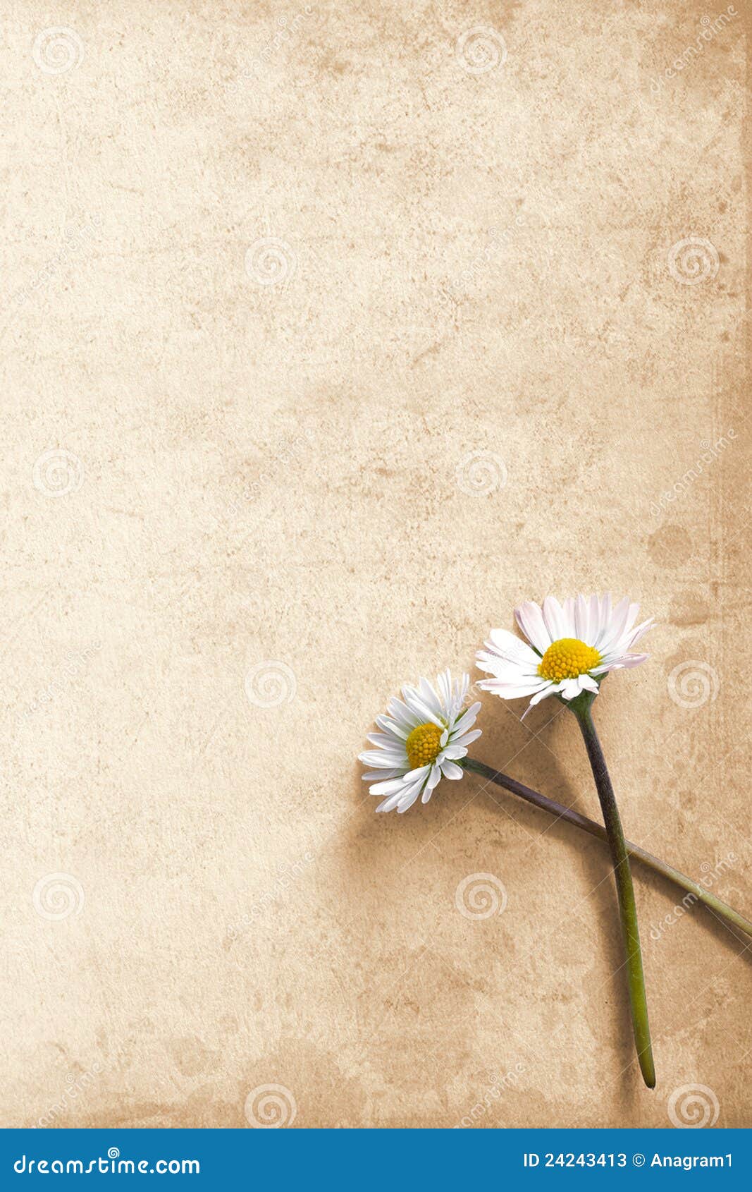 Daisies on Vintage Background Stock Image - Image of material, stem:  24243413, image size:1067x1690