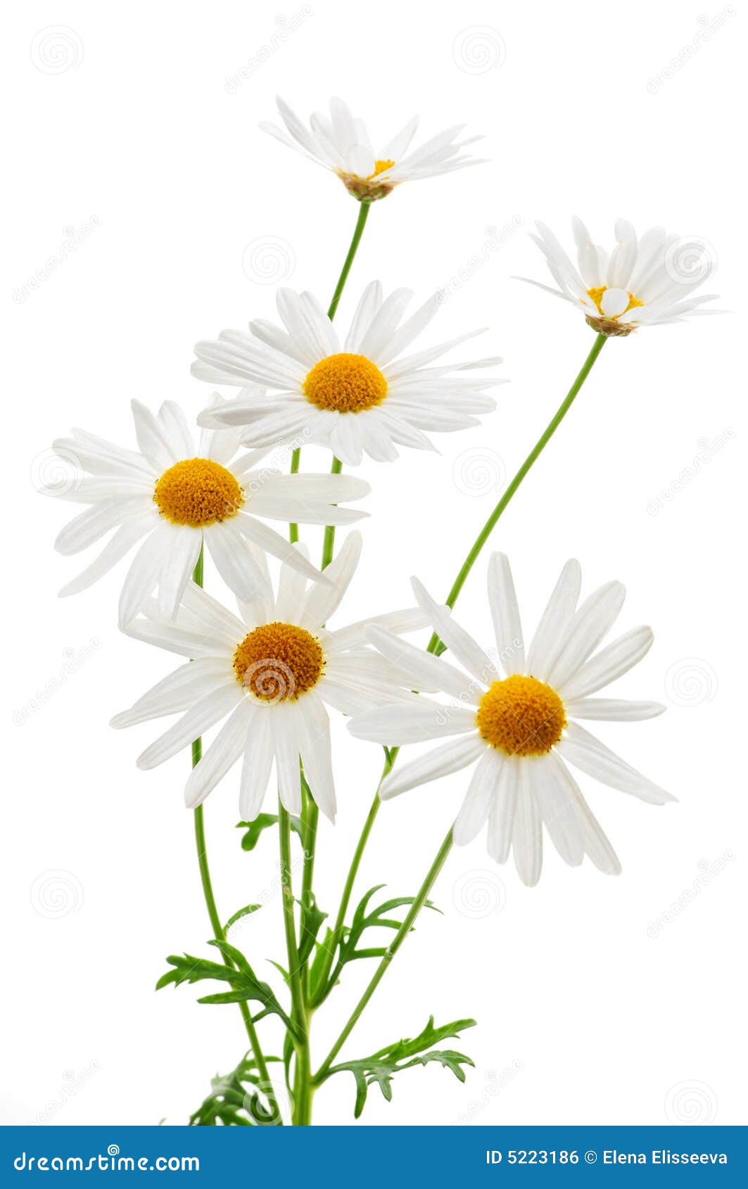 Daisies On White Background Royalty Free Stock Image - Image: 5223186