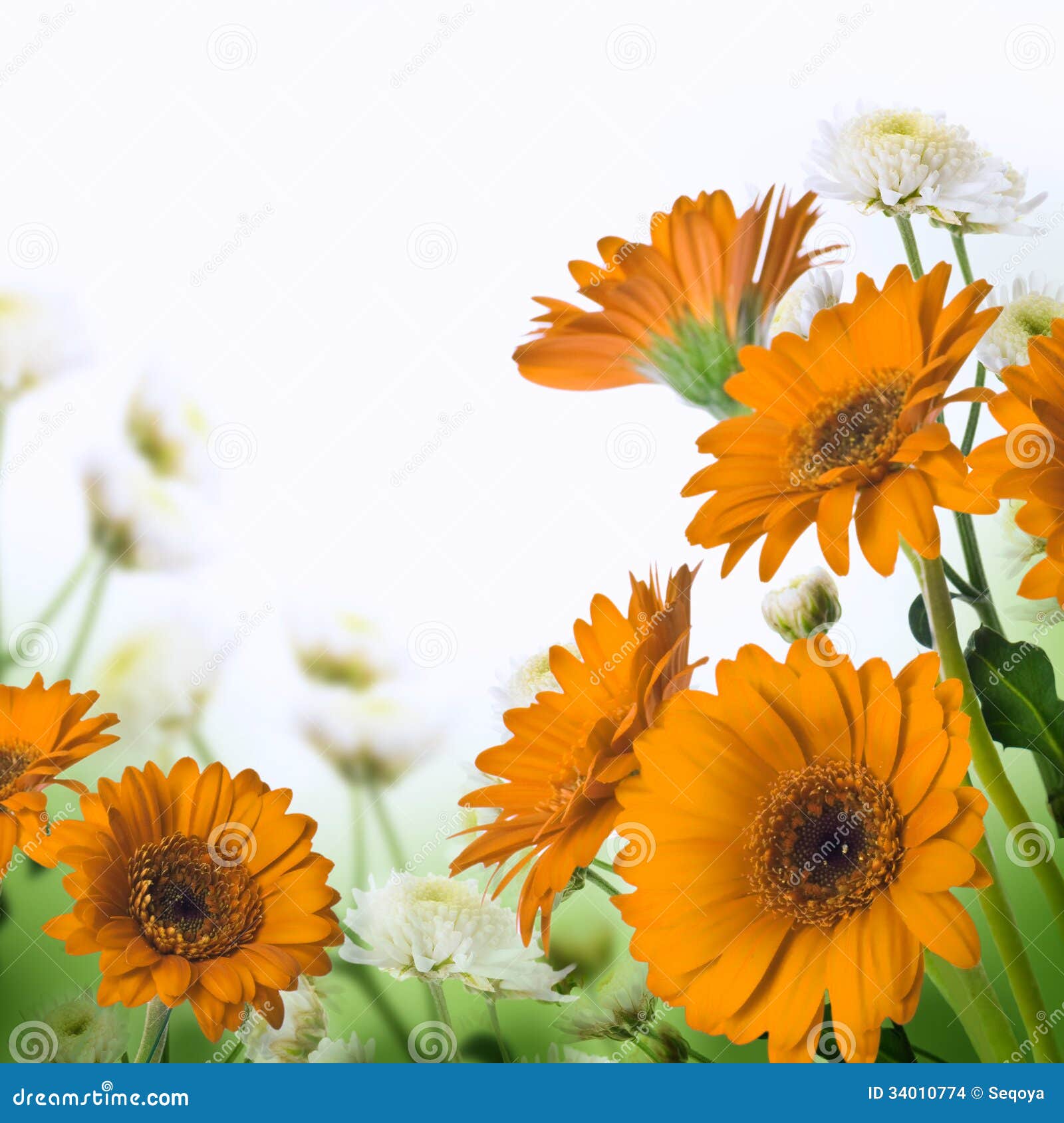 Daisies on a White Background Stock Photo Image of freshness