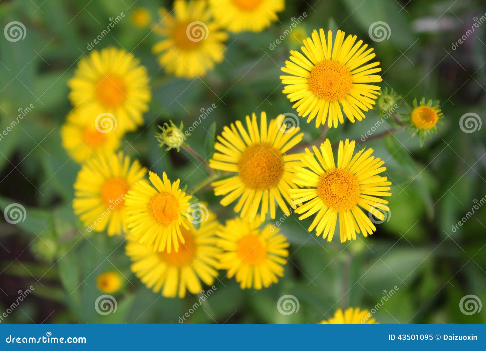 Daisies stock image. Image of gardening, beauty, season 43501095