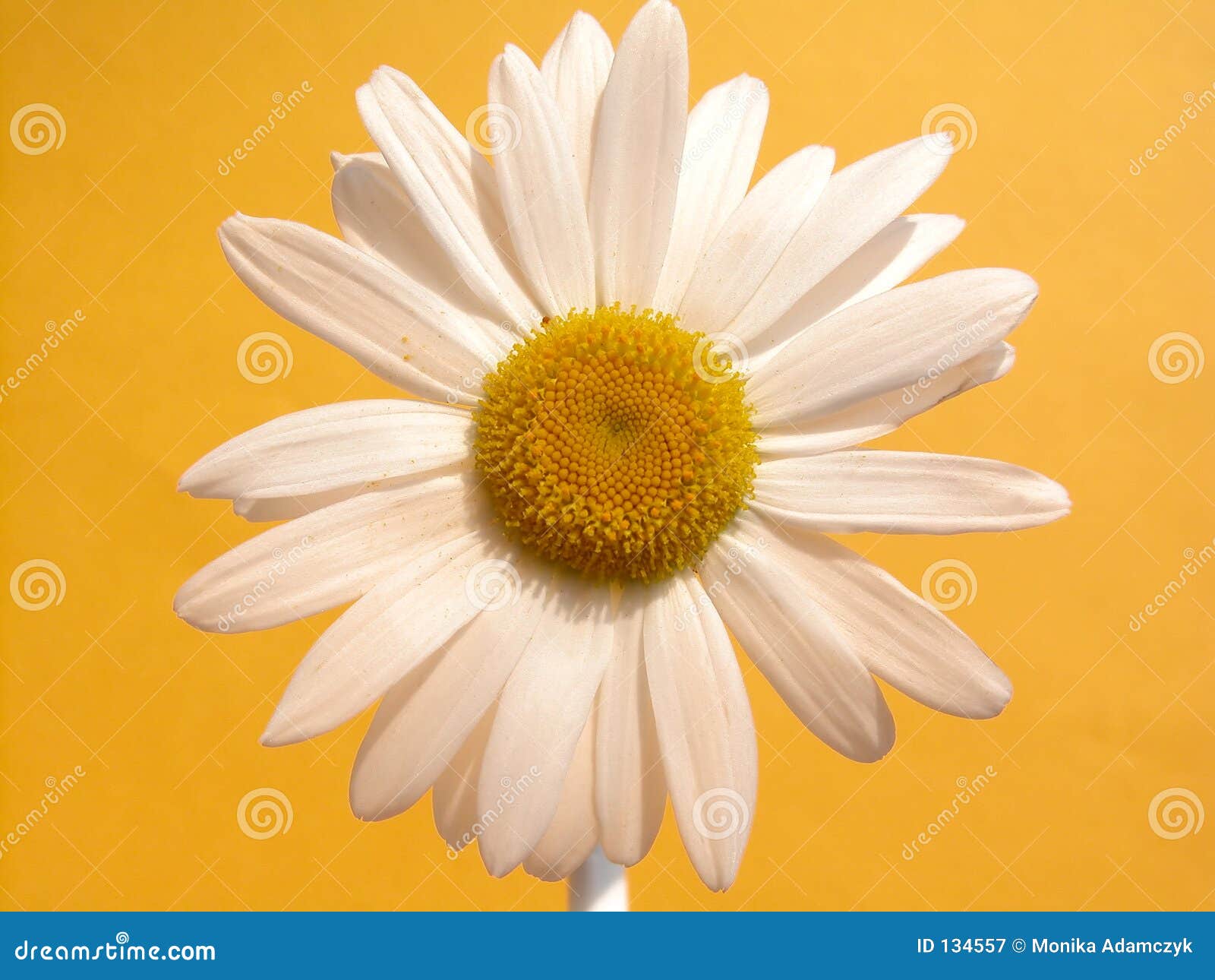 Daisy stock image. Image of garden, petal, heyday, bloom - 134557