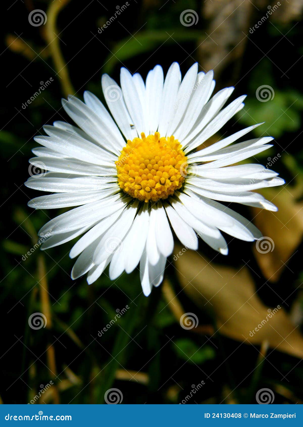 Daisy stock photo. Image of leucanthemum, black, garden 24130408
