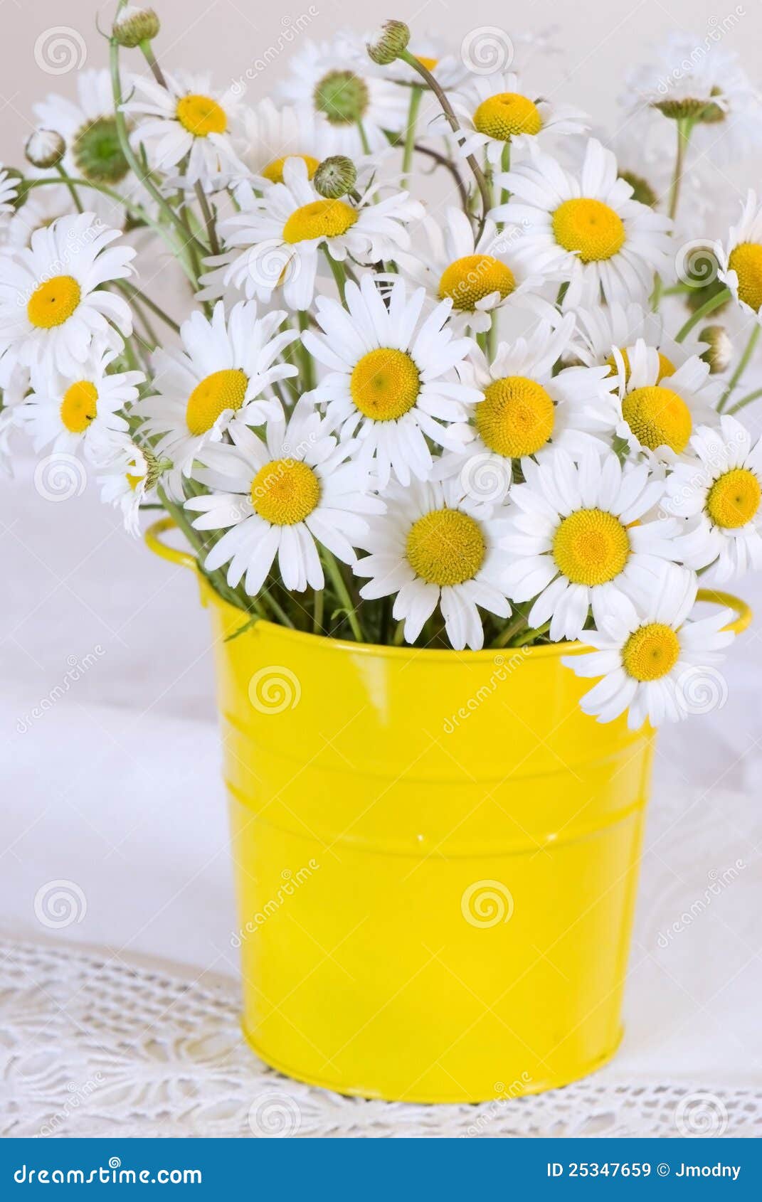 Daisy stock image. Image of simple, fresh, simplicity 25347659