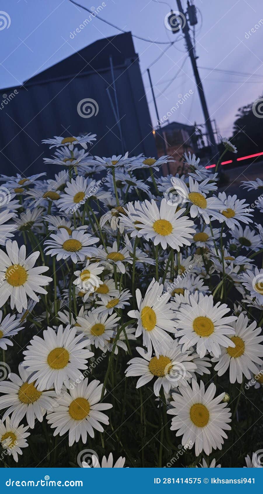 Daisy aesthetic stock image. Image of natural, beautiful 281414575