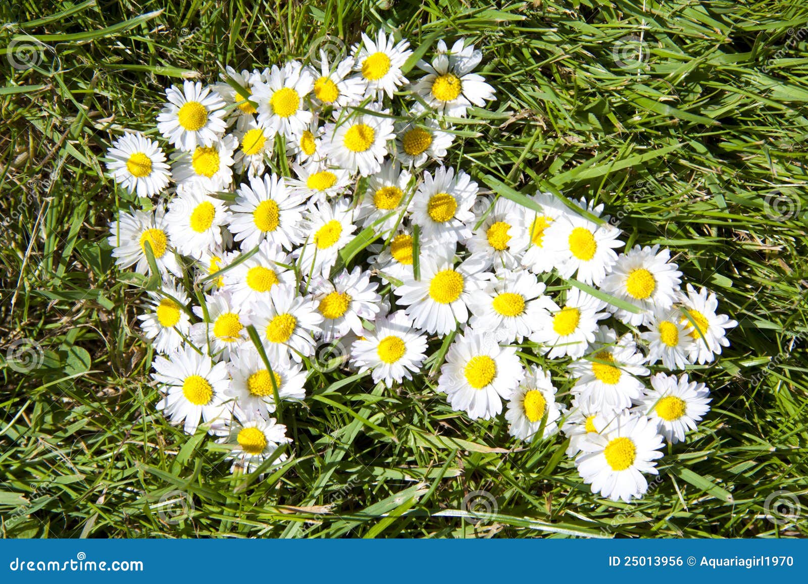 Daisy arrow stock photo. Image of moving, leaf, ecology 25013956