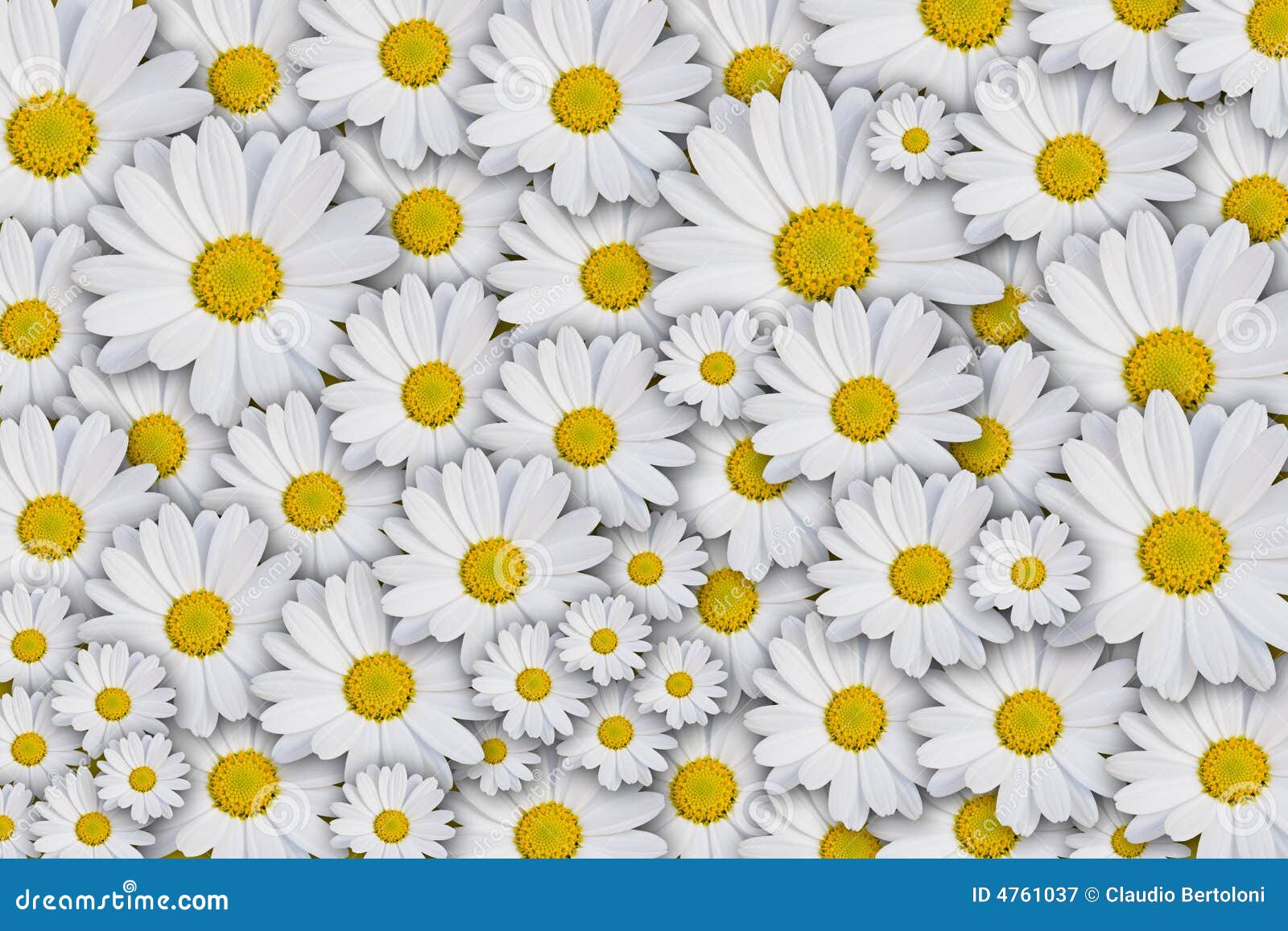 Free pictures of daisies