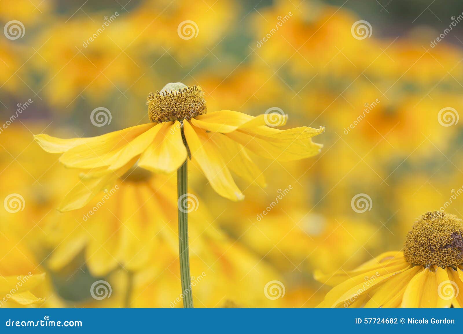 daisy bloom daisy bloom