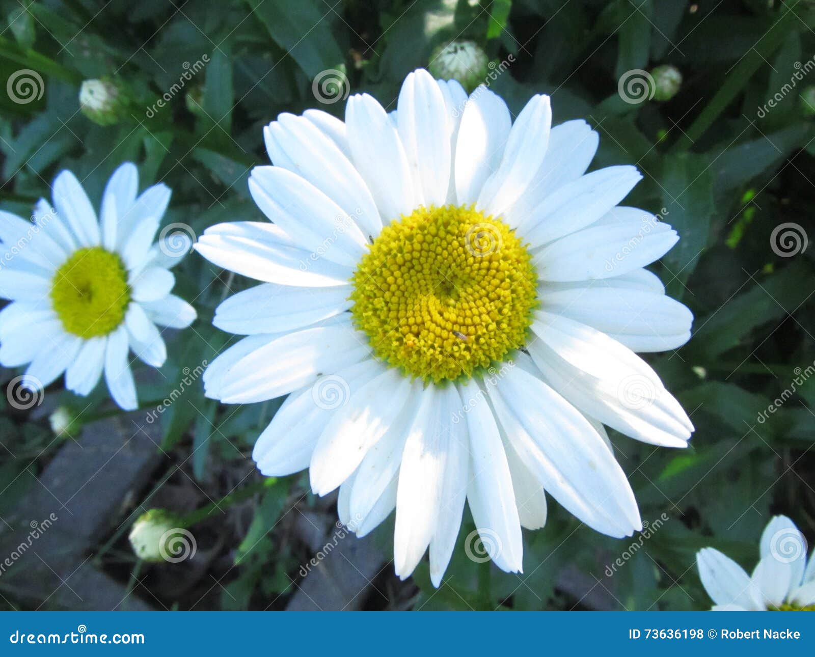 Daisy Blooming stock photo. Image of macro, white, close 73636198
