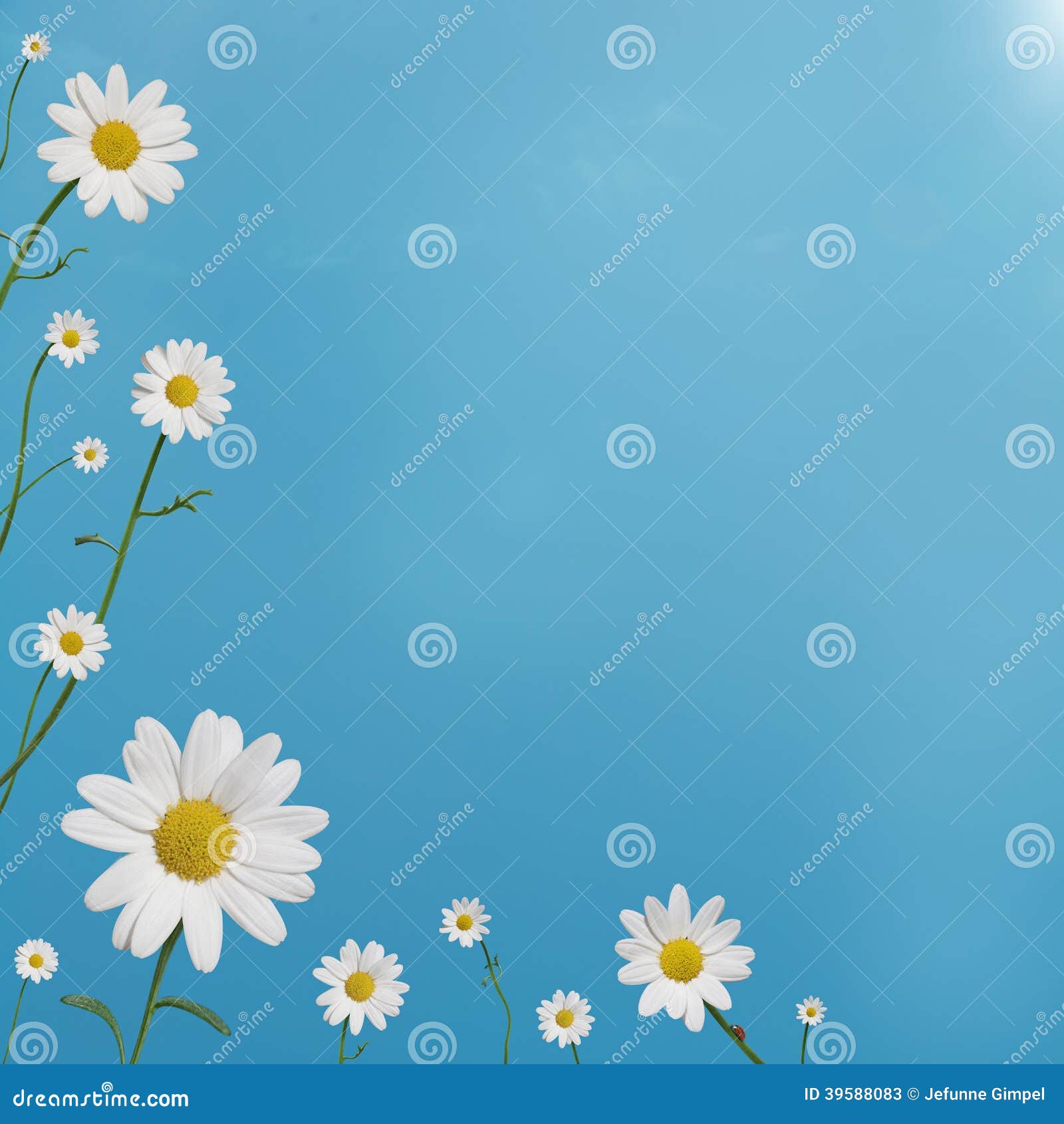 Daisy Border stock image. Image of copy, floral, garden 39588083