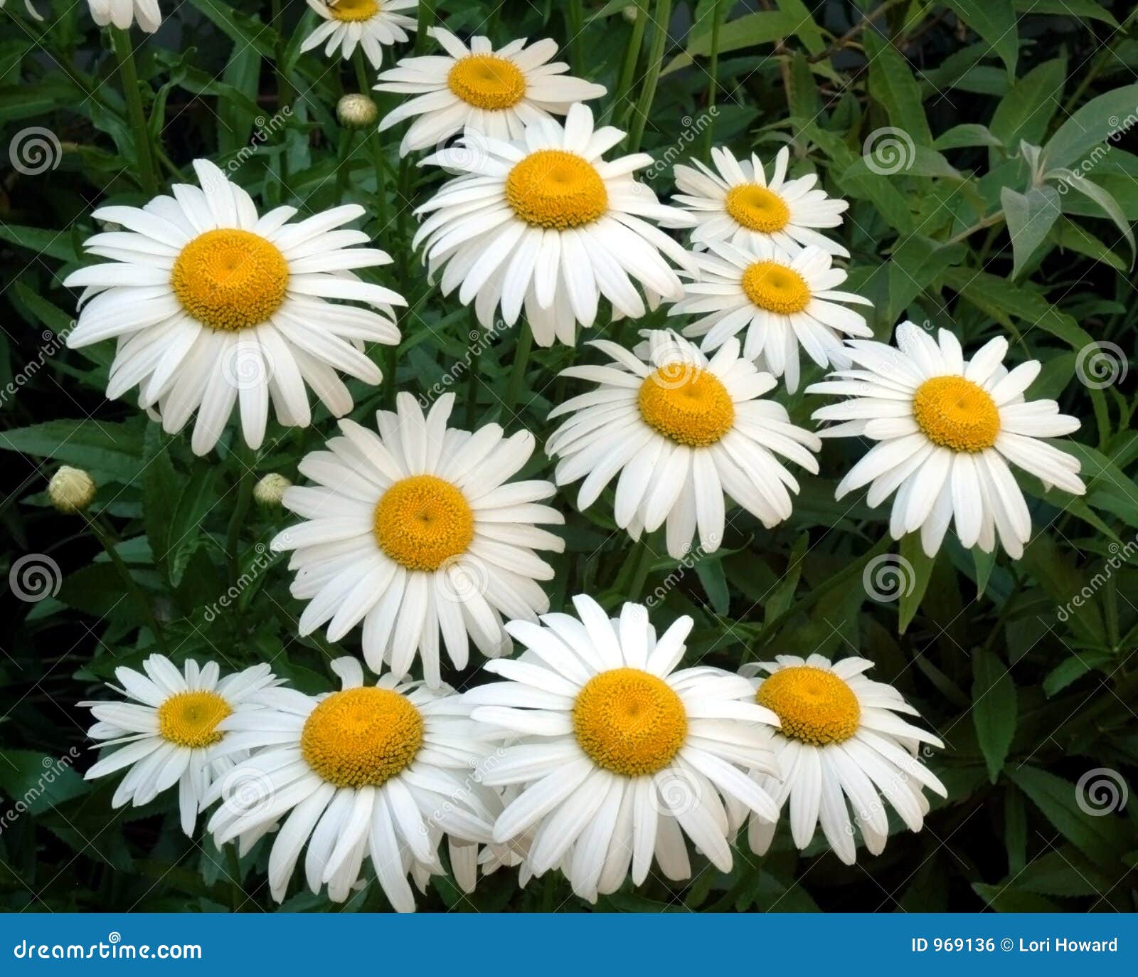 Daisy Bunch stock photo. Image of hobby, yard, stems, wild 969136