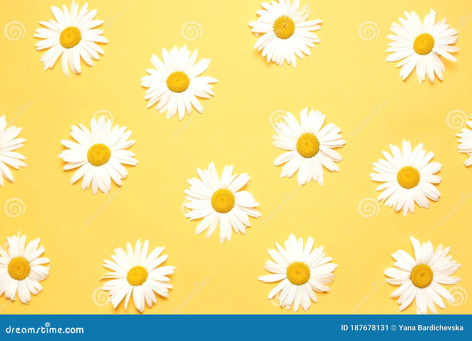 Daisy Camomile Top View on Yellow Background Texture.Summer Backdrop
