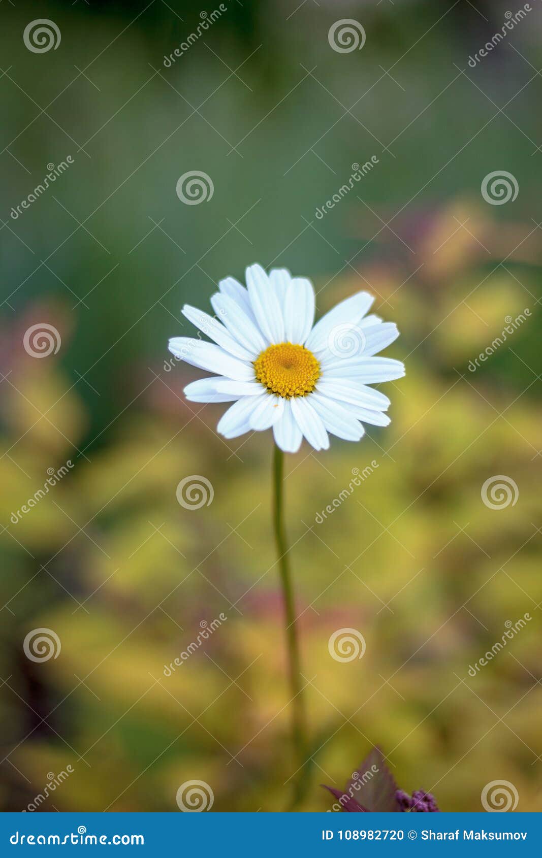 Daisy or Chamomile Flower on a Meadow. Stock Photo Image of plant