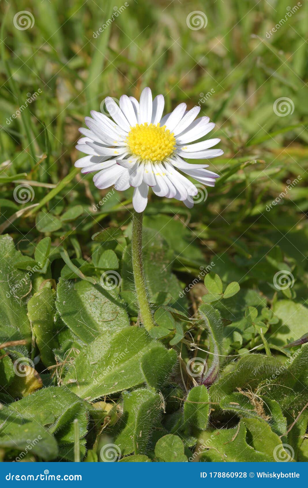 Daisy stock photo. Image of garden, weed, composite 178860928