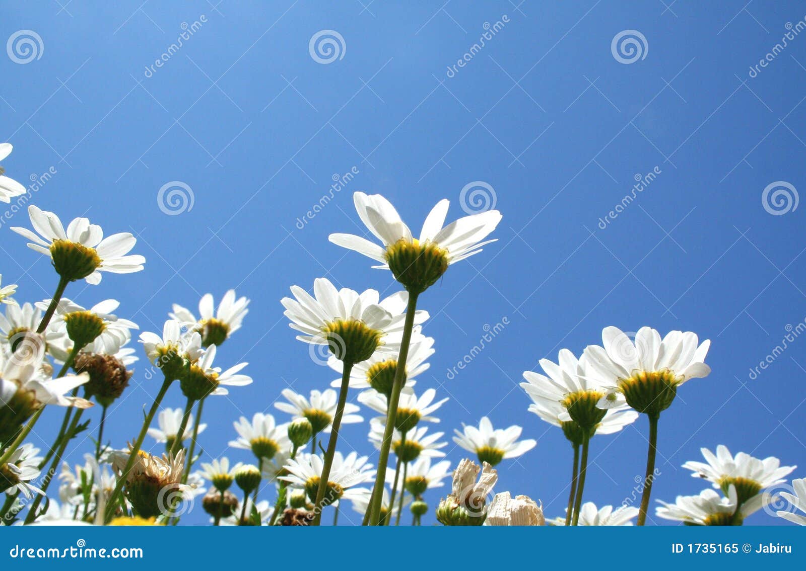 Daisy Crazy stock image. Image of beautiful, colorful 1735165