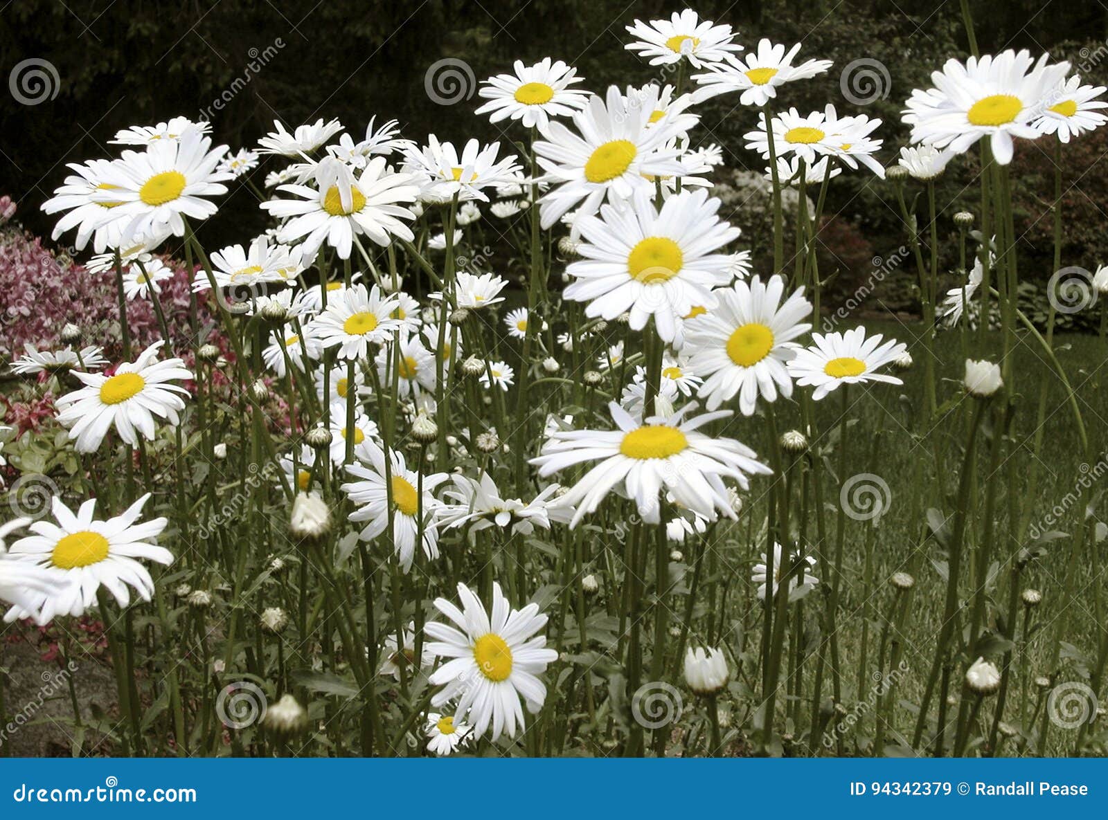 Daisy stock image. Image of flowers, bloom, perennial 94342379