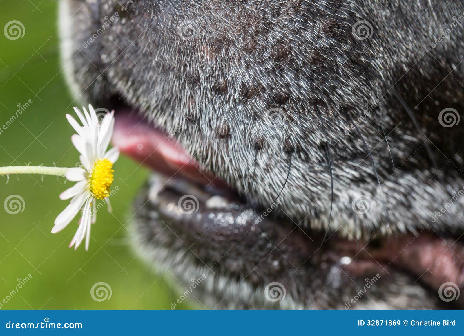 Daisy and dog stock image. Image of staffordshire, daisy 32871869