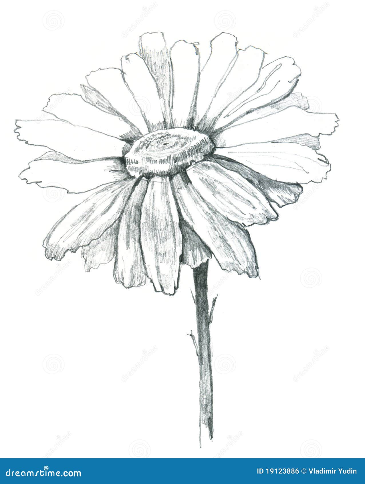 Draw a how daisy sketch to Cactus Drawing