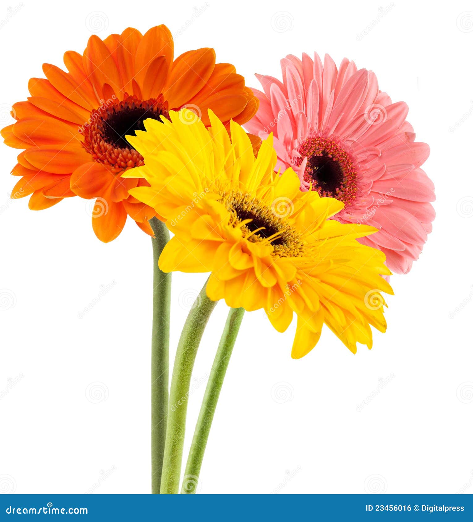 Daisy family stock photo. Image of pink, stem, orange 23456016