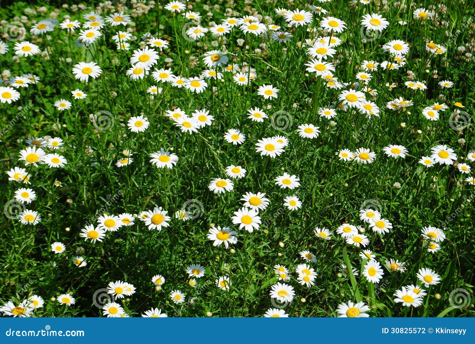 Daisy field stock photo. Image of nature, yellow, vegetation 30825572