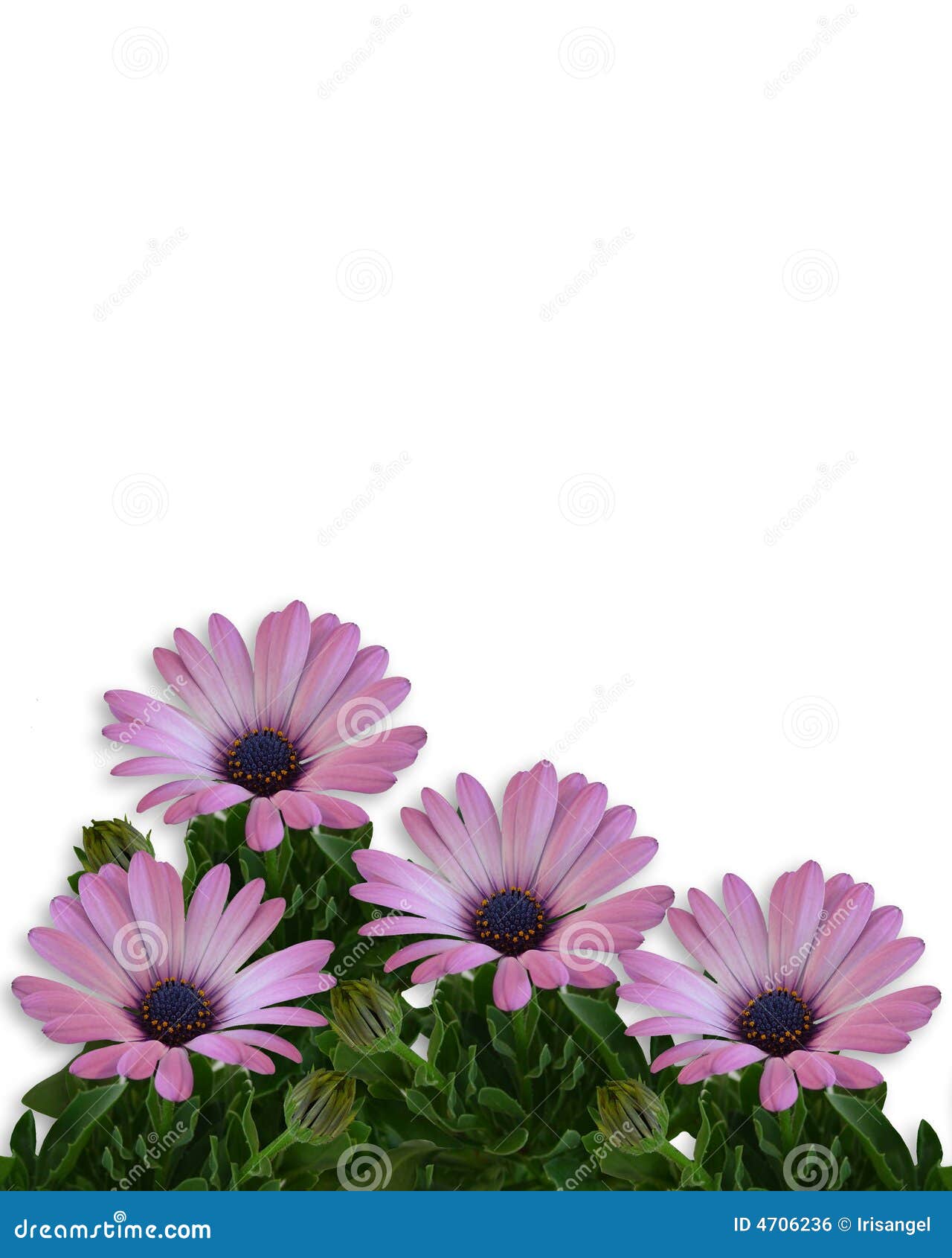 Daisy Floral Page border stock illustration. Image of daisy 4706236