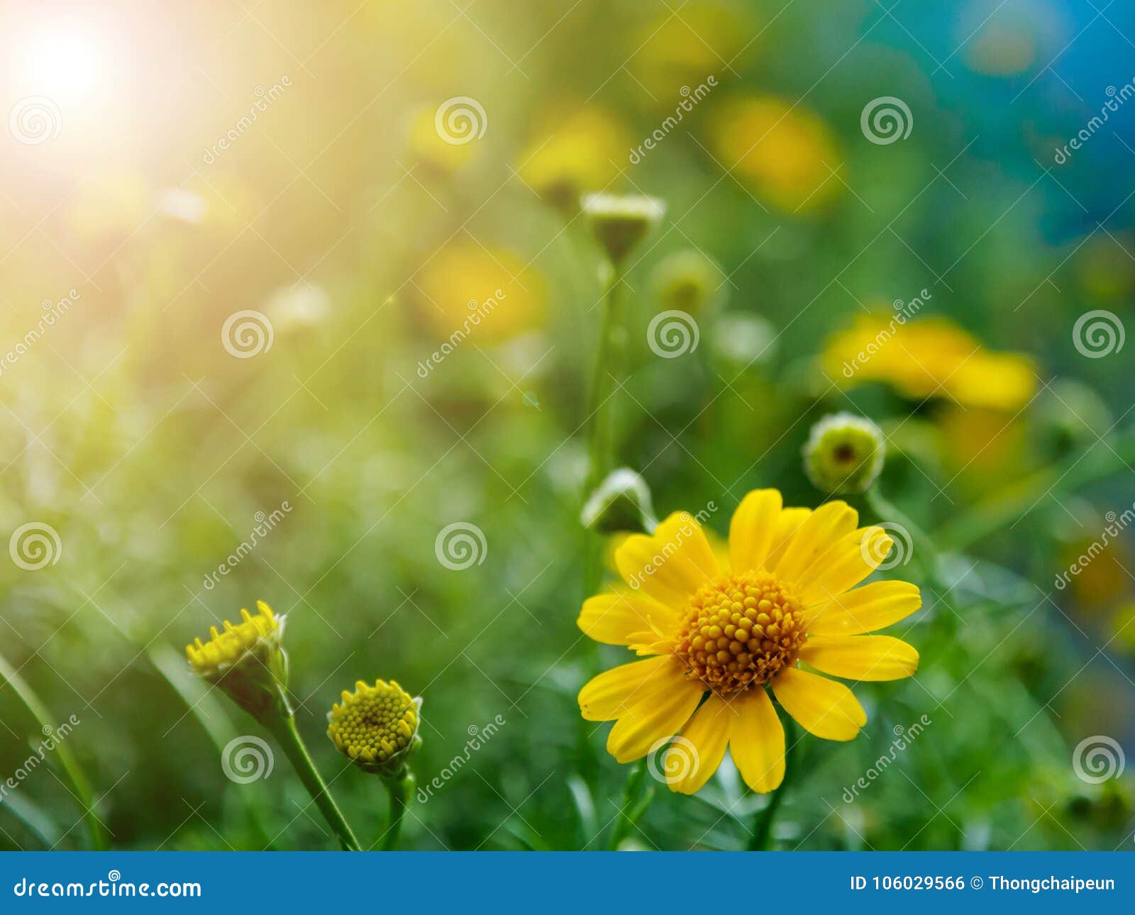 Daisy Flower arkivfoto. Bild av fjäder, tusensköna, natur 106029566