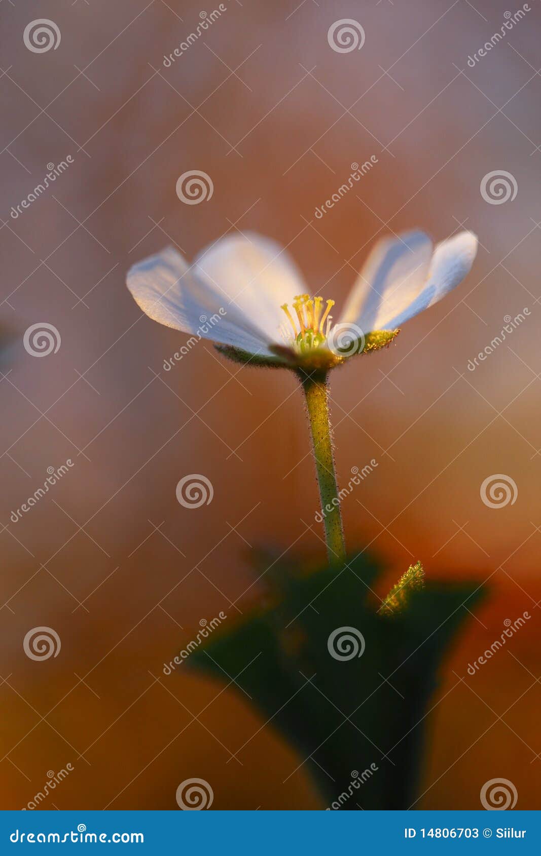 Common Daisy Flower In Bloom RoyaltyFree Stock Image 14266624