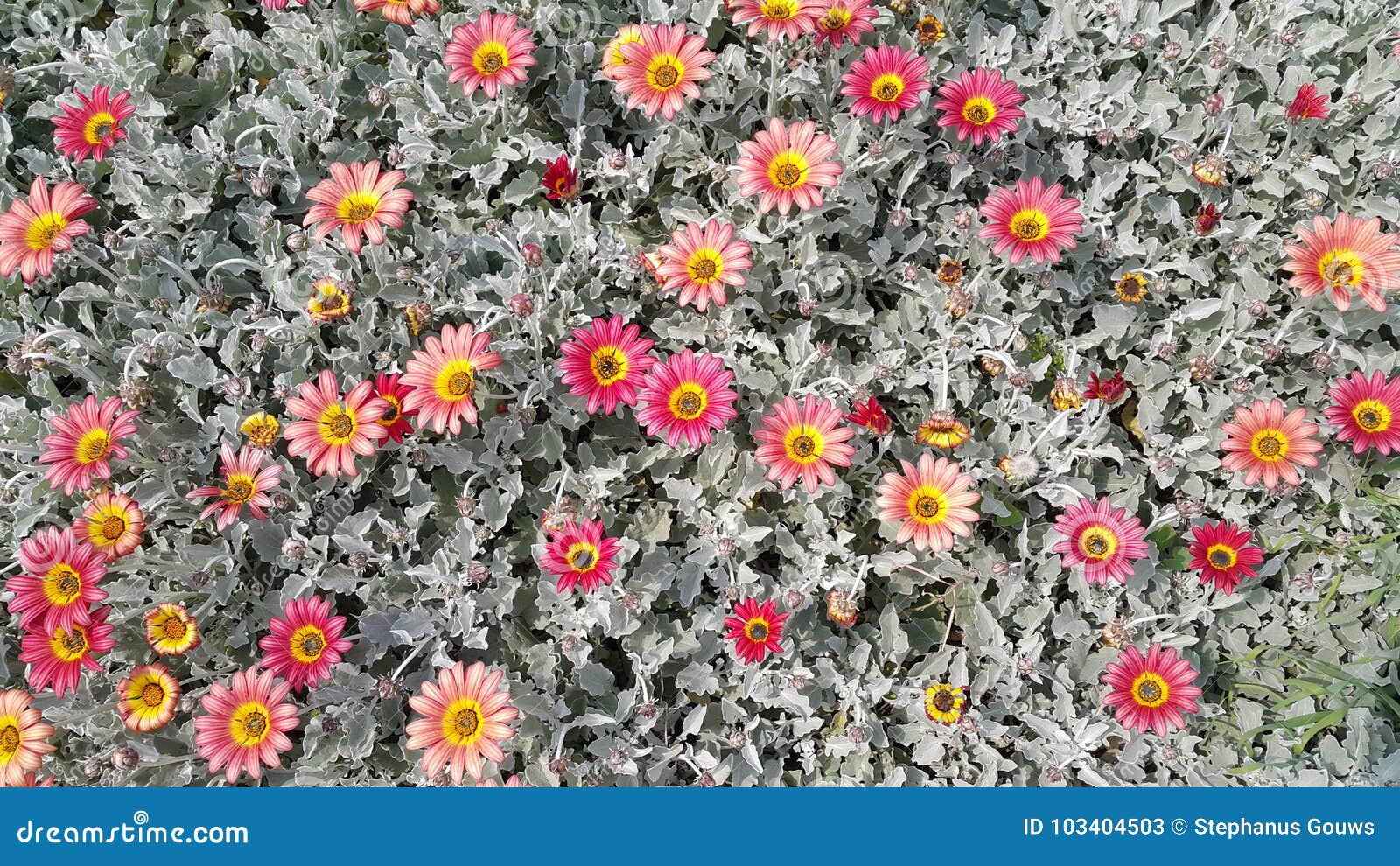 Daisy Flower Bed stock image. Image of giant, daisy 103404503