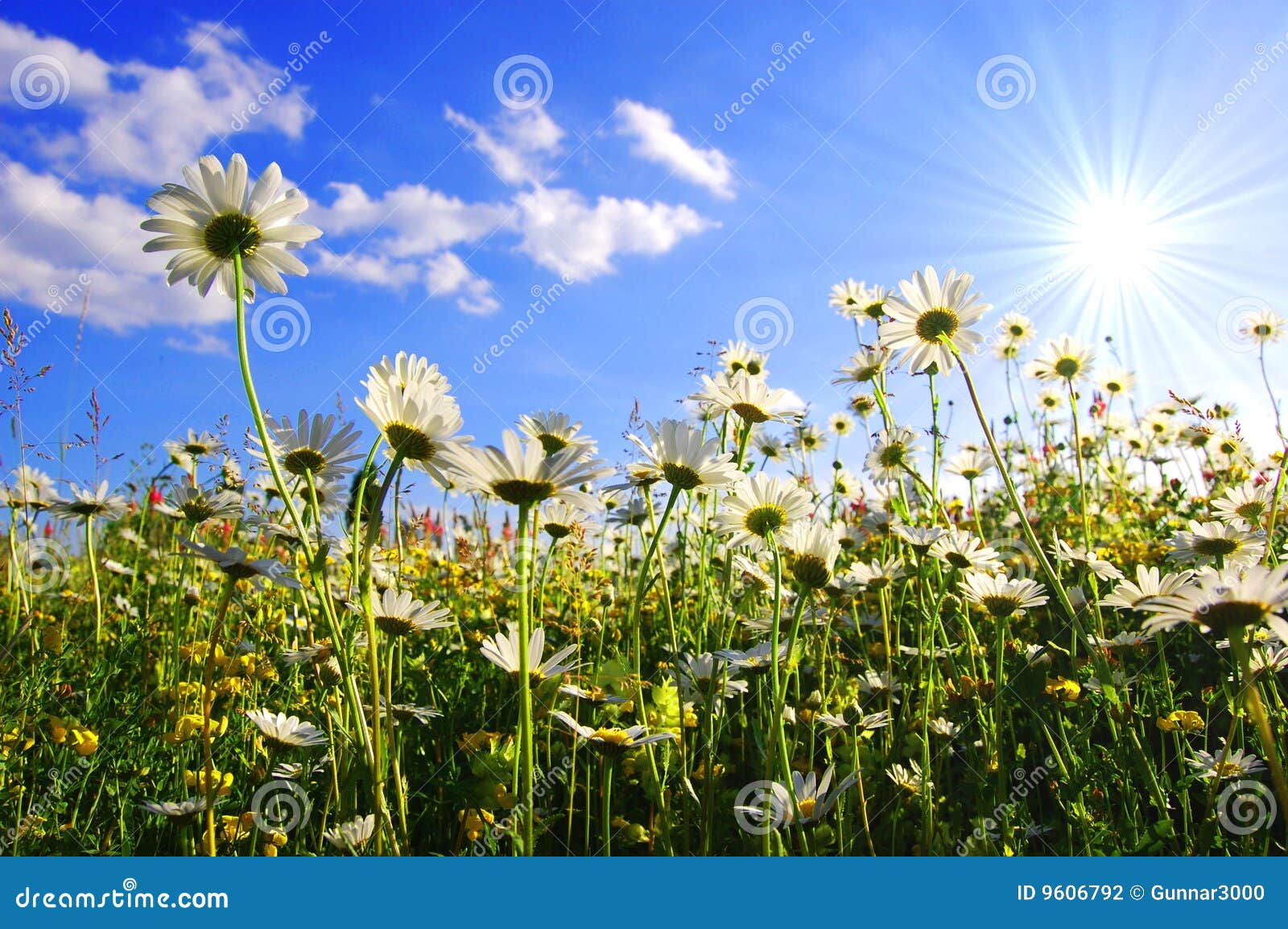 daisy flower from below with blue sky