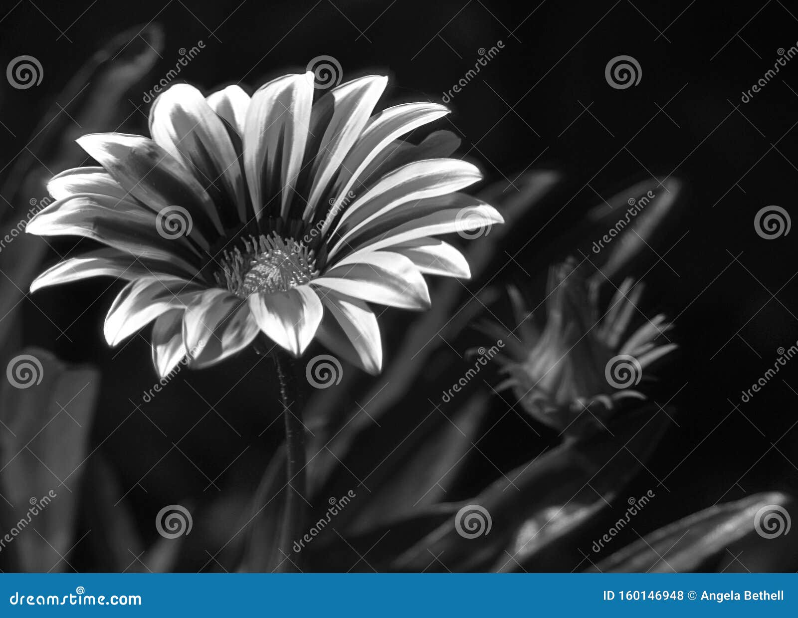 Daisy Flower in Black and White Stock Photo - Image of black, leaf ...