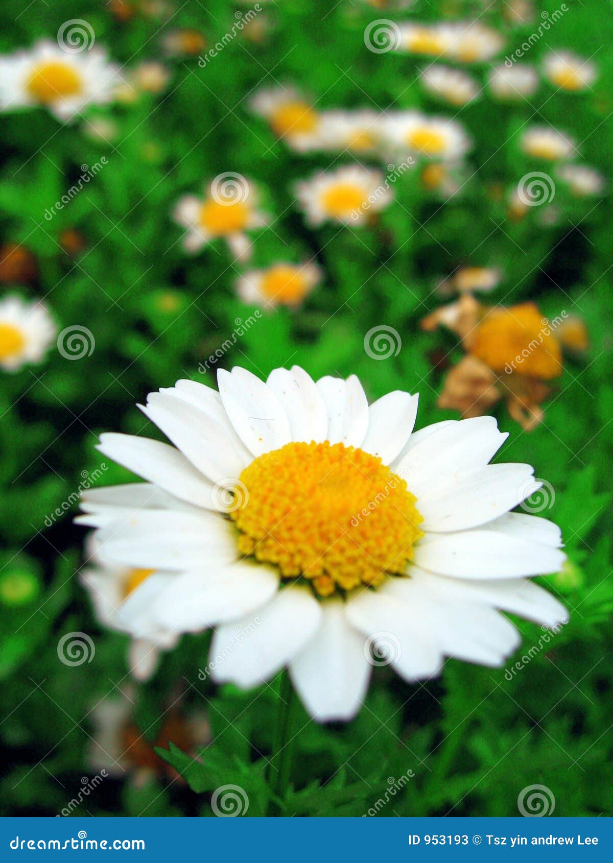 Daisy flower in bloom stock image. Image of summer, outside 953193