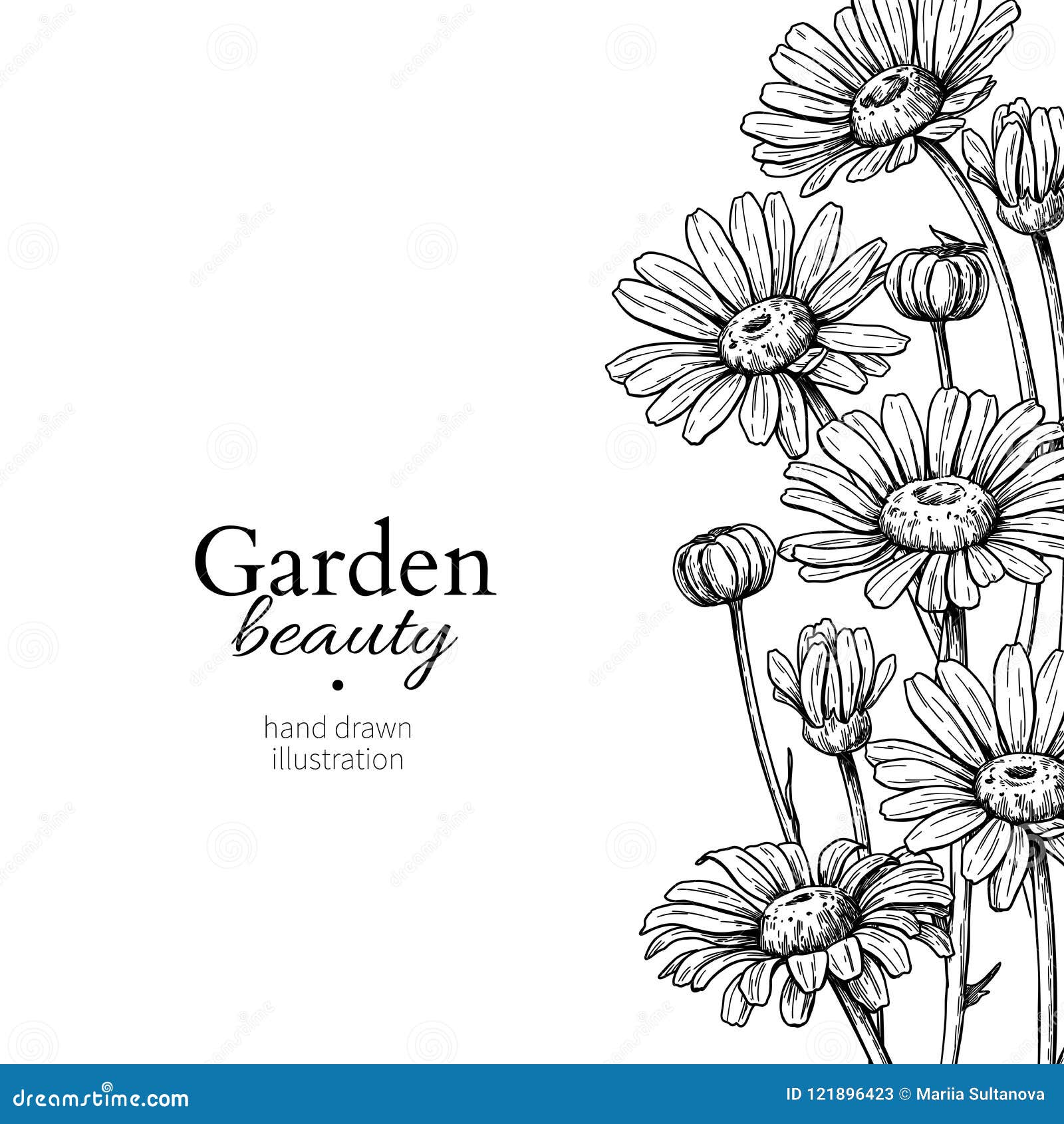 daisy flower border drawing.  hand drawn engraved floral frame. chamomile