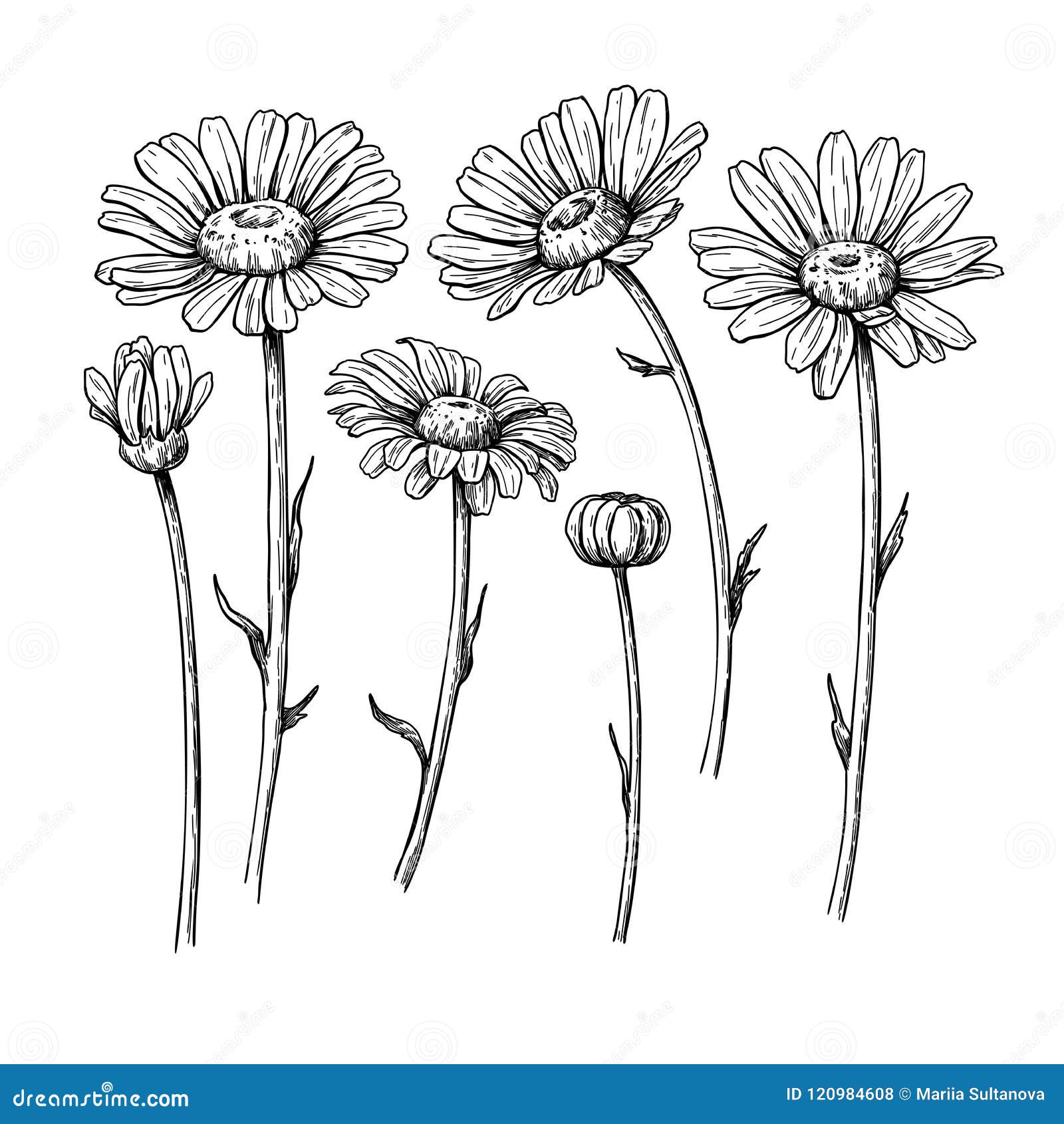 How to Draw a Daisy Flower  A Realistic Daisy Drawing Tutorial