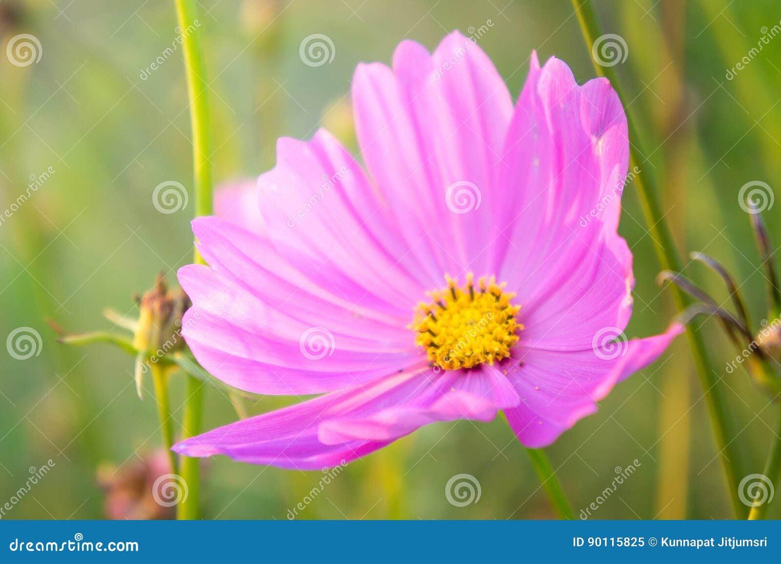 Daisy Flower Face To Sunrise in Field Stock Image Image of meadow