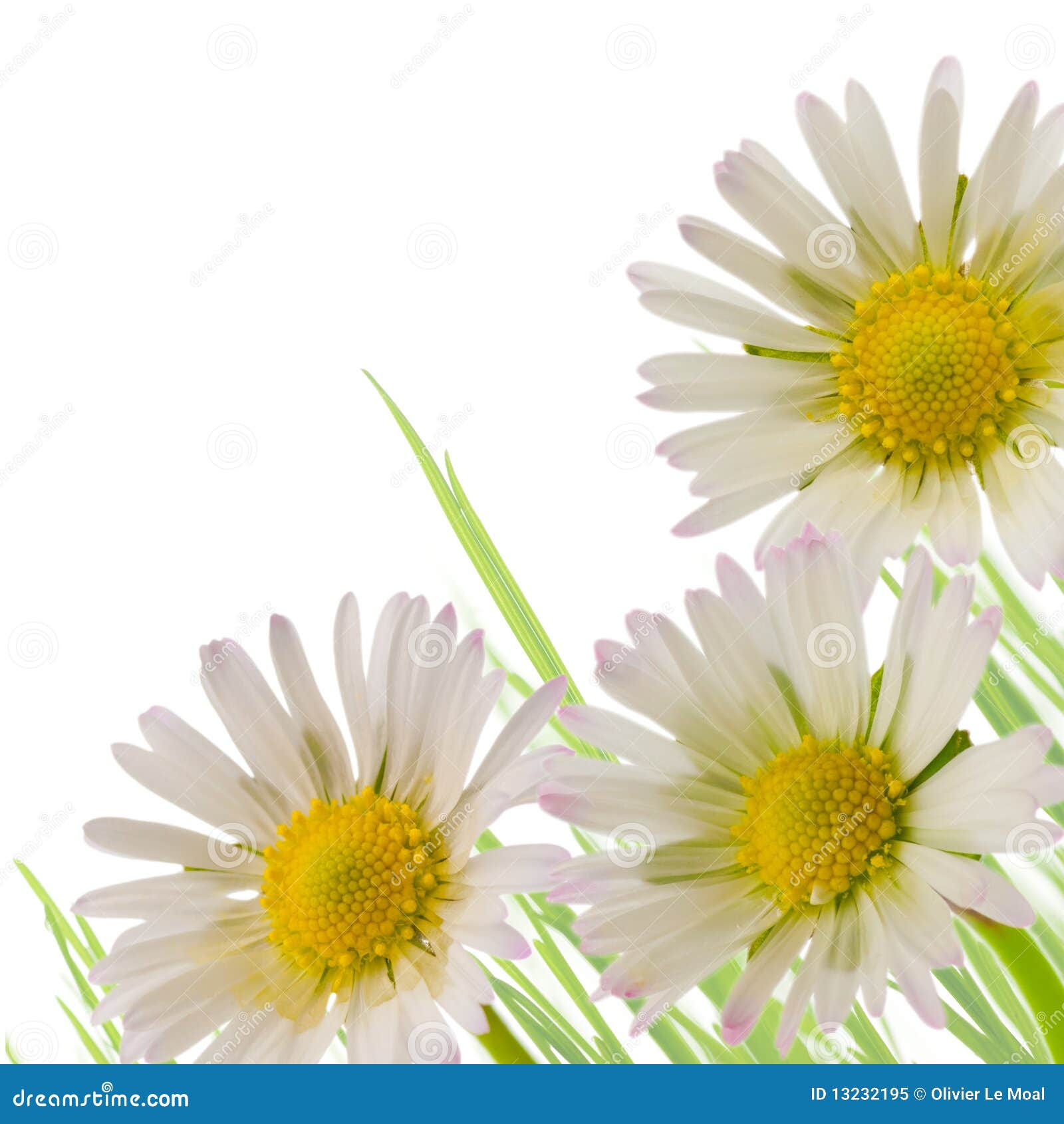 Daisy Flower, Floral Design Spring Season Stock Image Image of floral