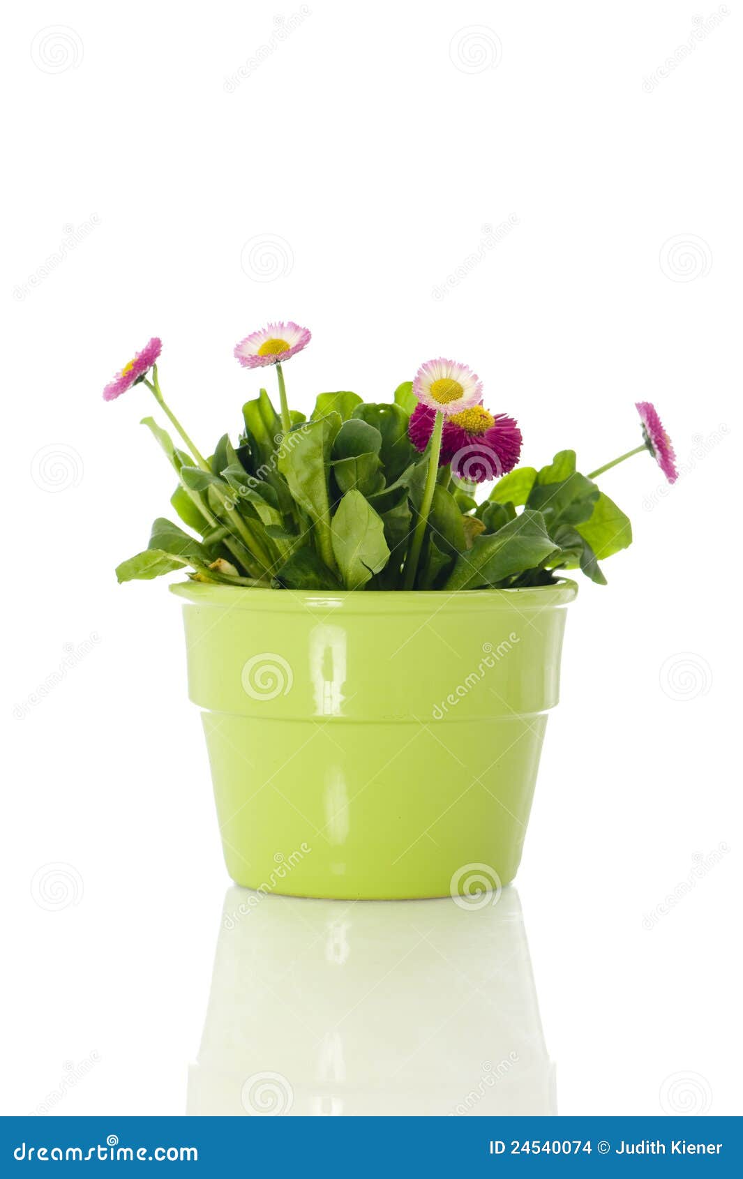 Daisy flower in flower pot stock photo. Image of springtime 24540074