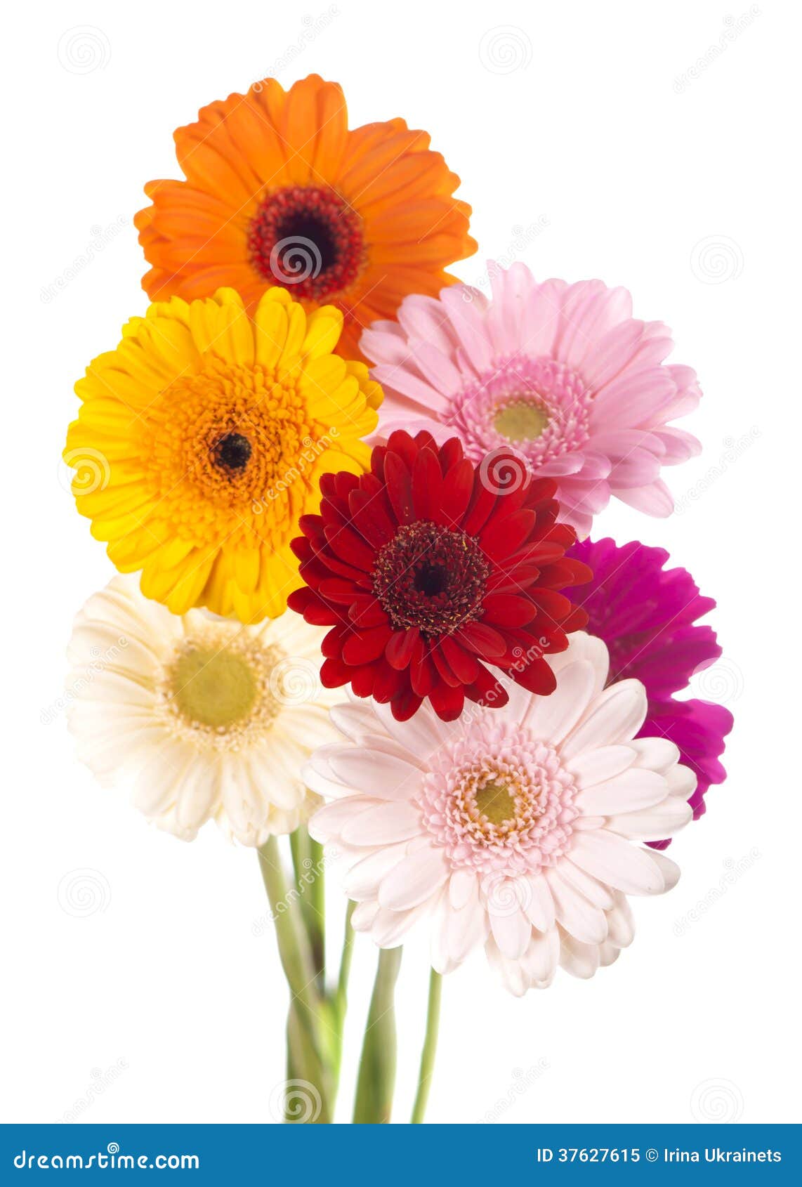 Daisy Flower Gerbera Bouquet Isolated Stock Image Image Of